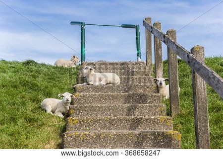 Lamds Relaxing On The Stairs Of A Dike In Friesland, Netherlands