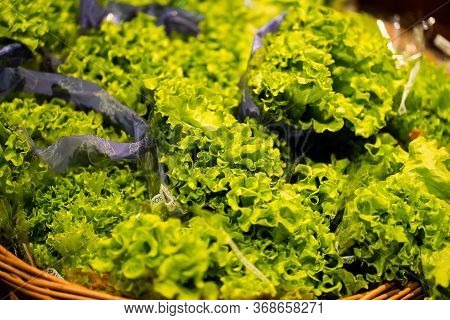 Green Organic Hydroponic Iceberg Lettuce Isolated . Organic Iceberg Lettuce Is A Farmed Vegetable Gr