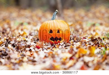 Dynia w Autumn odchodzi