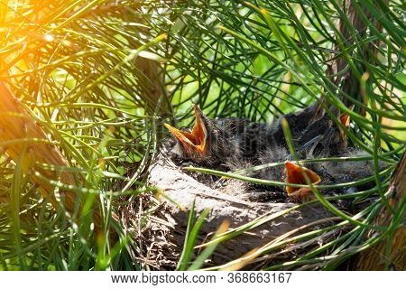 Closeup Of A Nest Made By Clay Mud Birds Of Branches And Dry Grass In Which Little Gray Chicks Are S