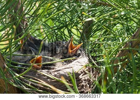 Close-up Of A Bird's Nest On A Green Coniferous Tree With Four Small Gray Just-fledged Chicks With O
