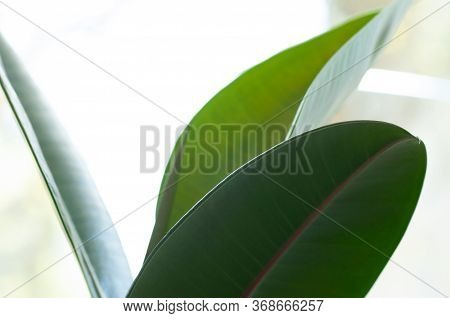 Rubber Figs Big Smooth Green Leaf Of Ficus Elastica. Botanical Macrophotography For Illustration Of 