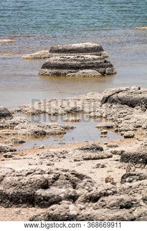 An image of Stromatolites Lake Thetis Western Australia