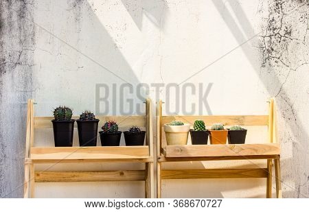 Cactus On The Floor,on White Background.