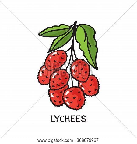 Doodle Lychees Isolated On White Background. Vector Illustration. Design Element For Greeting Card, 