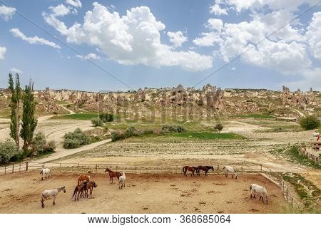 Horse Farm In Desert Lansdcape  Cappadocia / Turkey