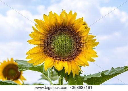 Sunflower In A Field On A Sunny Summer Day