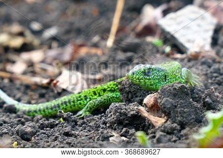 Portrait Of A Small Green Lizard On The Ground. Selective Focus
