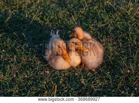 Cute Baby Ducks Relaxing Naturally In Nature