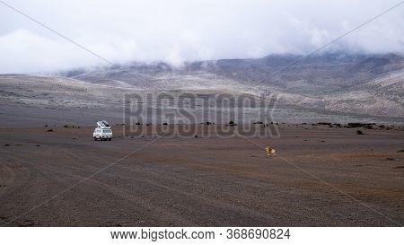 Plateau With A Van Parked And A Dog Off Leash At Chimborazo National Park, Ecuador - March, 1st, 201