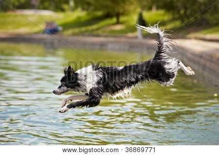 Border-Collie Hund springt ins Wasser