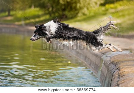 Border Collie springt ins Wasser