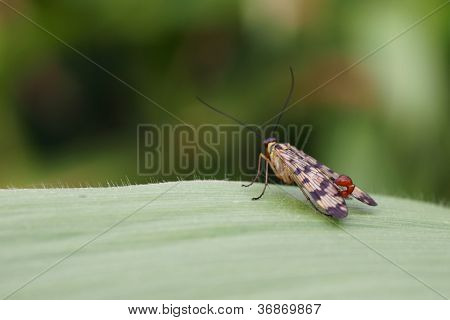 Скорпион fly