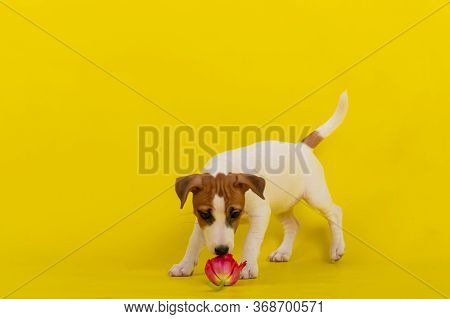 Puppy Jack Russell Terrier Plays With A Red Tulip Bud. Shorthair Thoroughbred Little Dog Cheerfully 