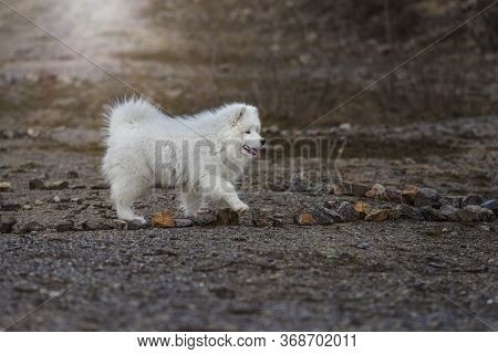 Samoyed - Samoyed Beautiful Breed Siberian White Dog. Four Months Old Puppy On A Walk.