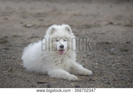 Samoyed - Samoyed Beautiful Breed Siberian White Dog. Four Months Old Puppy On A Walk.