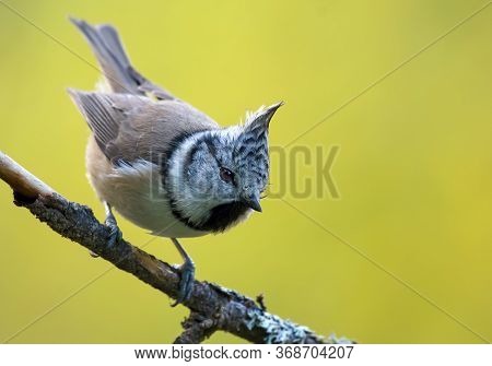 Dynamic European Crested Tit (lophophanes Cristatus) Front View Posing On An Little Lichen Covered B