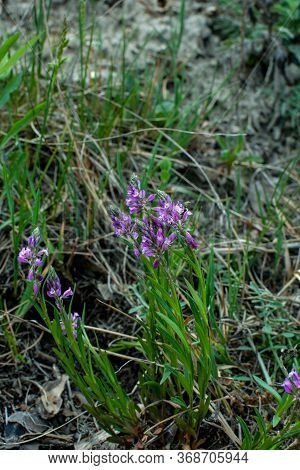 Blooming Tufted Milkwort, Polygala Comosa.tufted Milkwort (polygala Comosa)
