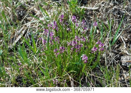 Blooming Tufted Milkwort, Polygala Comosa.tufted Milkwort (polygala Comosa)