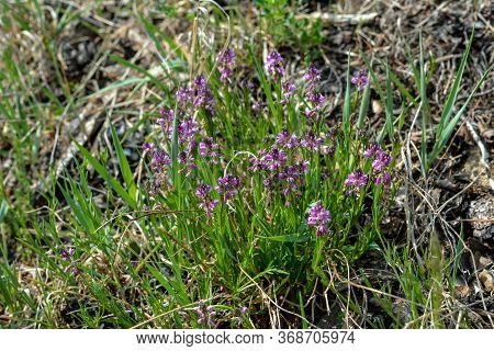 Blooming Tufted Milkwort, Polygala Comosa.tufted Milkwort (polygala Comosa)