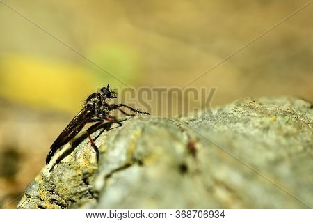 Macro Of A Robber Fly (asilidae Family), Also Called Assassin Flies. They Are Powerfully Built, Bris