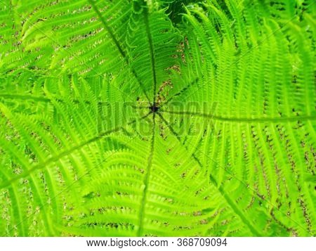 Photo Of Green Leaves Of Fern Top View.