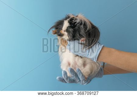 Gunea Pig In The Hands Of A Veteranar. The Concept Of The Treatment Of Rodents. Blue Background, Cop
