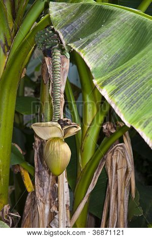 Banan Flkower