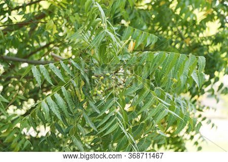 Azadirachta Indica, Commonly Known As Neem, Nimtree Or Indian Lilac