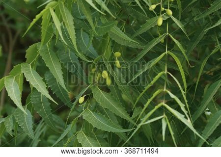 Azadirachta Indica, Commonly Known As Neem, Nimtree Or Indian Lilac