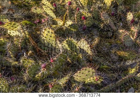 Closeup Shot Showing A Dense Sunny Illuminated Prickly Pear Cactus Vegetation