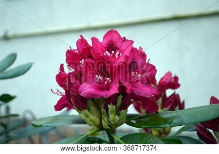 Rhododendron Nova Zembla in garden. Season of flowering azaleas (rhododendron).