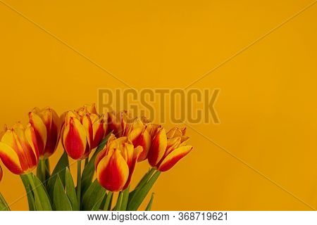 Red And Yellow Tulips On A Yellow Background