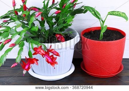 Dieffenbachia And Schlumbergera. House Plants In Red And White Pot On A Wooden Background. Dumbcane.