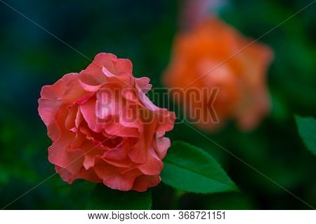 Blooming Hot Red Rose
