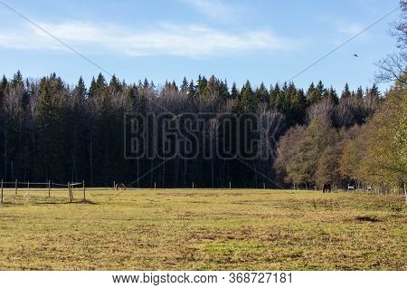 The View Of Horses Grazing On A Field In A Sunny Day, Tyresta National Park, Sweden.