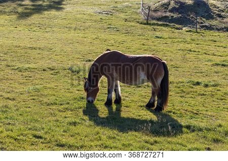 The View Of A Pony Grazing On A Field, Tyresta National Park, Sweden.