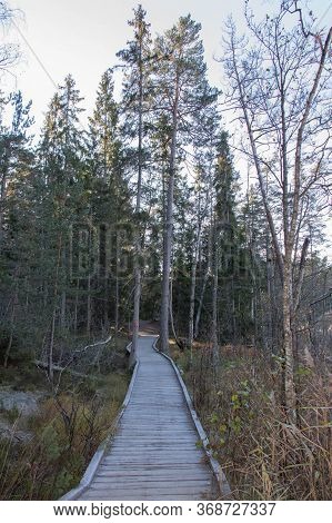 The View Of Wooden Path Through Forest At Tyresta National Park, Sweden.