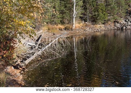 The View Of Nature At Tyresta National Park, Sweden.