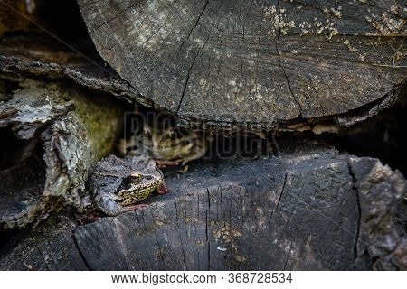 Two Almost Imperceptible Frogs Live In Felled Trees And Disguise Themselves Under The Bark Of A Tree
