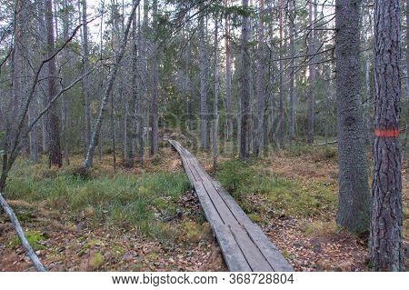 The View Of Wooden Path Through Forest At Tyresta National Park, Sweden.