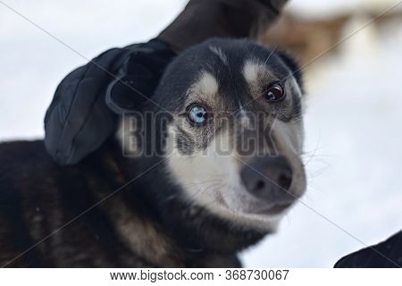 This Black Working Husky Is Being Petted And Its Strikingly Beautiful Blue And Brown Eyes Look At Th