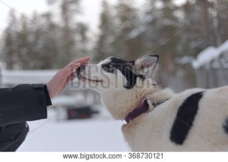 This Curious White Working Husky With Black Patches Sniffs An Outreached Hand, With A Snowy Backgrou