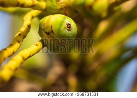Fresh New Born Baby Coconuts On A Coconut Tree Plantation.cluster Of Fresh Baby Coconut Palm Fruits 