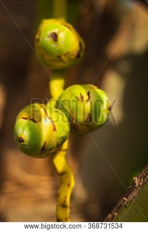 Fresh New Born Baby Coconuts On A Coconut Tree Plantation.cluster Of Fresh Baby Coconut Palm Fruits 