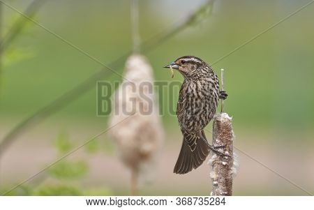 Female Red-winged Blackbird Photographed In Its Natural Habitat Perched On A Cattail.