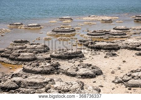 An image of Stromatolites Lake Thetis Western Australia