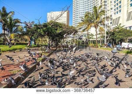 Durban City Centre Pigeons On Closed Road