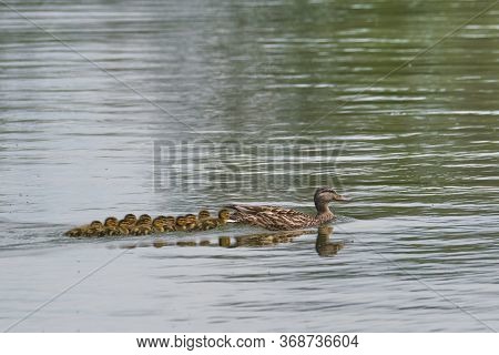 Female Mallard Duck Leads Her Baby Ducklings Across A Lake.