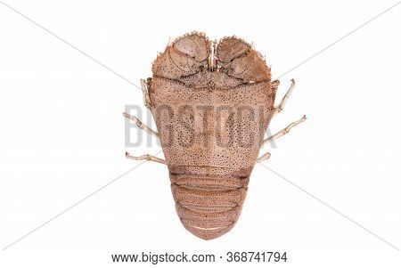 Stomatopods Isolated On White Background With Clipping Path , Dry Specimen Animal Marine .
